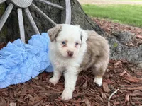 Carmel (Video on Website), a male Toy Australian Shepherd for sale in Plato, MO – Photo 1 of 10