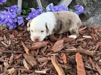 Caramel, a male Toy Australian Shepherd for sale in Plato, MO – Photo 5 of 9