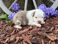 Caramel, a male Toy Australian Shepherd for sale in Plato, MO – Photo 1 of 9