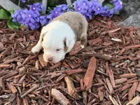 Caramel, a male Toy Australian Shepherd for sale in Plato, MO – Photo 9 of 9