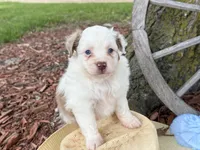 Carmel (Video on Website), a male Toy Australian Shepherd for sale in Plato, MO – Photo 2 of 10