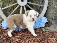 Carmel (Video on Website), a male Toy Australian Shepherd for sale in Plato, MO – Photo 8 of 10