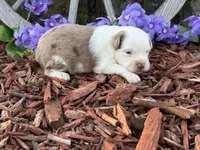Caramel, a male Toy Australian Shepherd for sale in Plato, MO – Photo 2 of 9
