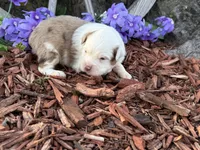 Caramel, a male Toy Australian Shepherd for sale in Plato, MO – Photo 4 of 9