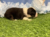 Ruger, a male Toy Australian Shepherd for sale in Plato, MO – Photo 2 of 9