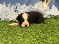 Ruger, a male Toy Australian Shepherd for sale in Plato, MO – Photo 8 of 9