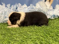 Ruger, a male Toy Australian Shepherd for sale in Plato, MO – Photo 4 of 9