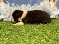 Ruger, a male Toy Australian Shepherd for sale in Plato, MO – Photo 3 of 9