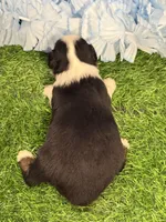 Ruger, a male Toy Australian Shepherd for sale in Plato, MO – Photo 9 of 9