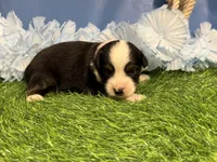 Ruger, a male Toy Australian Shepherd for sale in Plato, MO – Photo 6 of 9