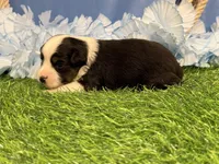 Ruger, a male Toy Australian Shepherd for sale in Plato, MO – Photo 7 of 9