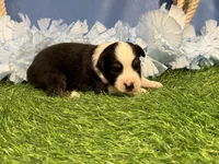 Ruger, a male Toy Australian Shepherd for sale in Plato, MO – Photo 5 of 9