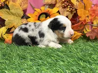 Jollie, a female Toy Australian Shepherd for sale in Plato, MO – 3 of 8