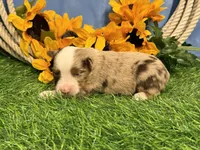 Lane, a male Toy Australian Shepherd for sale in Plato, MO – 3 of 8