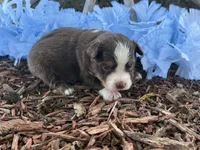 Leo , a male Toy Australian Shepherd for sale in Plato, MO – 1 of 9