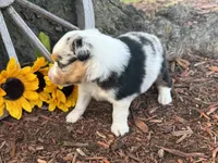 Martin , a male Toy Australian Shepherd for sale in Plato, MO – 5 of 9