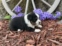 Chico, a male Toy Australian Shepherd for sale in Plato, MO – Photo 7 of 10