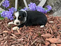 Chico, a male Toy Australian Shepherd for sale in Plato, MO – Photo 8 of 10
