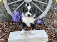 Chico (Video on Website), a male Toy Australian Shepherd for sale in Plato, MO – Photo 2 of 9