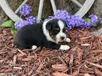 Chico, a male Toy Australian Shepherd for sale in Plato, MO – Photo 4 of 10