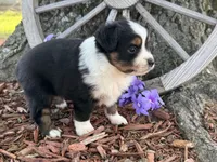 Chico (Video on Website), a male Toy Australian Shepherd for sale in Plato, MO – Photo 4 of 9