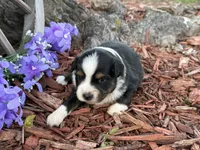 Chico, a male Toy Australian Shepherd for sale in Plato, MO – Photo 3 of 10