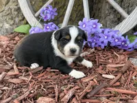 Chico, a male Toy Australian Shepherd for sale in Plato, MO – Photo 5 of 10
