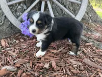 Chico (Video on Website), a male Toy Australian Shepherd for sale in Plato, MO – Photo 6 of 9