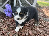 Chico (Video on Website), a male Toy Australian Shepherd for sale in Plato, MO – Photo 9 of 9