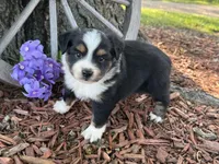 Chico (Video on Website), a male Toy Australian Shepherd for sale in Plato, MO – Photo 1 of 9