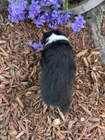 Chico (Video on Website), a male Toy Australian Shepherd for sale in Plato, MO – Photo 3 of 9