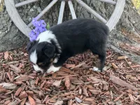 Chico (Video on Website), a male Toy Australian Shepherd for sale in Plato, MO – Photo 8 of 9