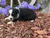 Chico, a male Toy Australian Shepherd for sale in Plato, MO – Photo 10 of 10