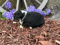 Chico, a male Toy Australian Shepherd for sale in Plato, MO – Photo 6 of 10