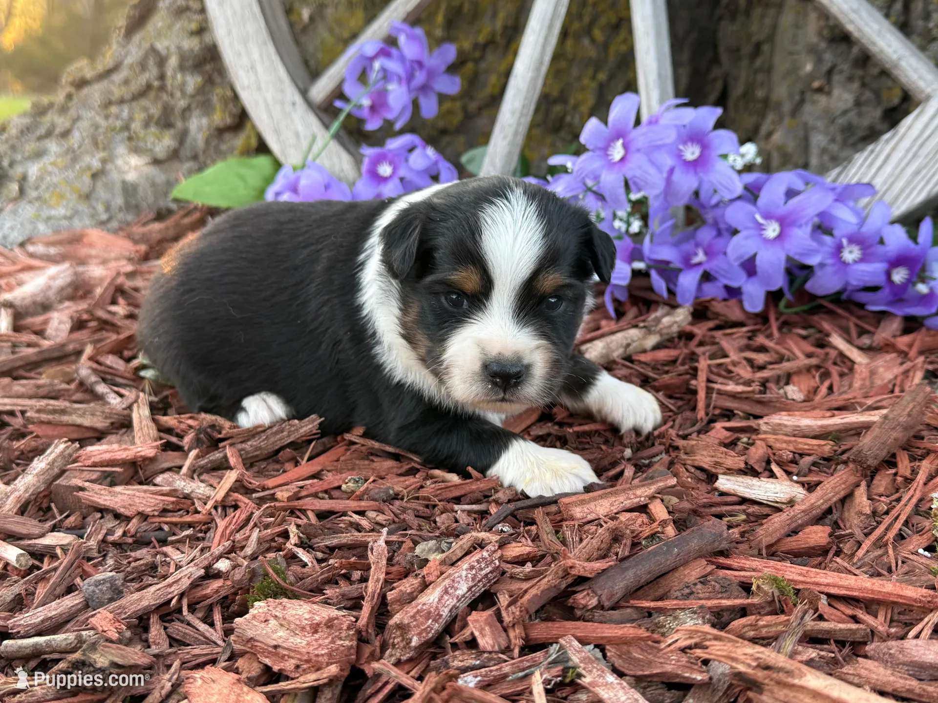 Chico, a male Toy Australian Shepherd for sale in Plato, MO – Photo 2 of 10
