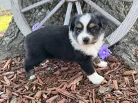 Chico (Video on Website), a male Toy Australian Shepherd for sale in Plato, MO – Photo 5 of 9