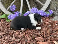 Chico, a male Toy Australian Shepherd for sale in Plato, MO – Photo 9 of 10