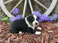 Chico, a male Toy Australian Shepherd for sale in Plato, MO – Photo 1 of 10