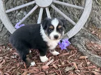 Chico (Video on Website), a male Toy Australian Shepherd for sale in Plato, MO – Photo 7 of 9
