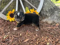 Dugger (Little Guy/Weighs 1.3 lbs @ 4 weeks), a male Toy Australian Shepherd for sale in Plato, MO – 3 of 10