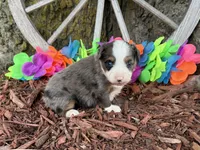 Angel, a female Toy Australian Shepherd for sale in Plato, MO – 1 of 10