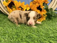Lane, a male Toy Australian Shepherd for sale in Plato, MO – 5 of 8