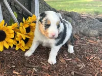 Martin , a male Toy Australian Shepherd for sale in Plato, MO – 8 of 9