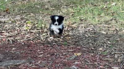 Timber (Video on Website), a male Toy Australian Shepherd for sale in Plato, MO – 10 of 10
