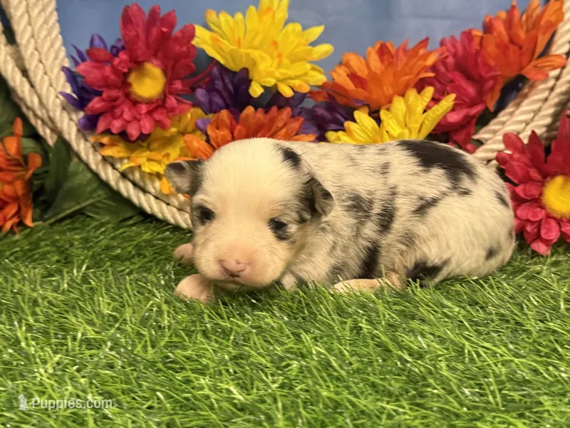 Chase – Toy Australian Shepherd puppy for sale in Plato, MO