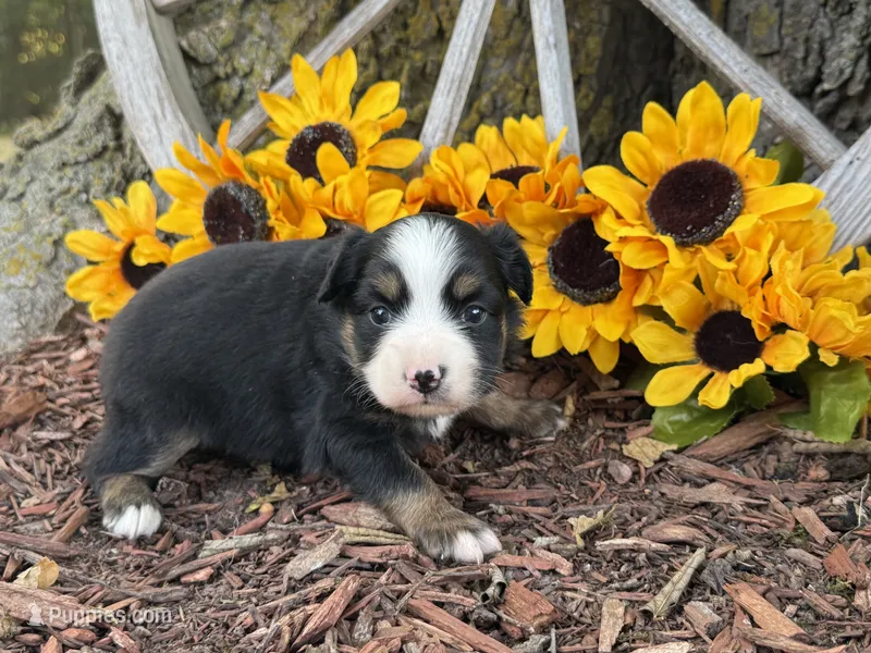Cody – Toy Australian Shepherd puppy for sale in Plato, MO