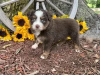 Leo (Video on Website), a male Toy Australian Shepherd for sale in Plato, MO – 6 of 9