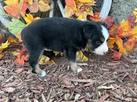 Cody (video on website), a male Toy Australian Shepherd for sale in Plato, MO – 3 of 9