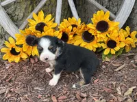 Callie (weighs 1lb @ 4wks), a female Toy Australian Shepherd for sale in Plato, MO – 2 of 10