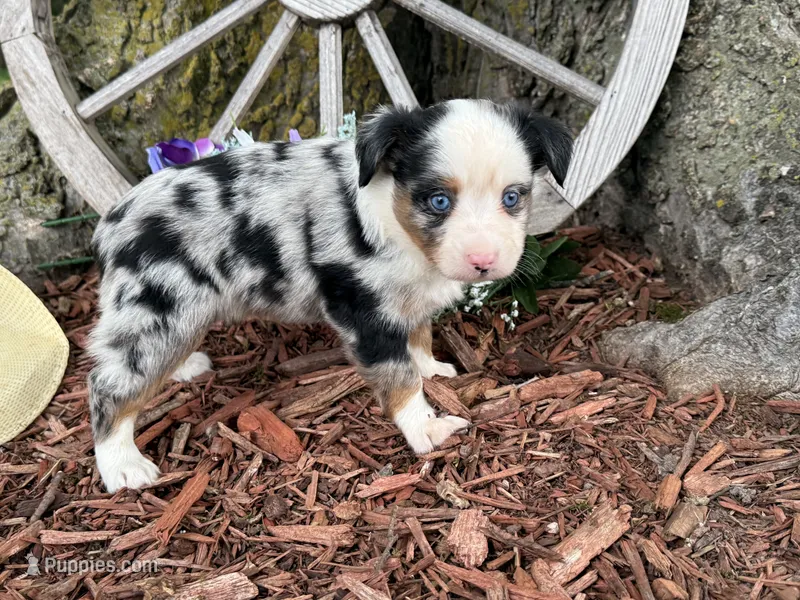 Phoenix ( Video on Website) – Toy Australian Shepherd puppy for sale in Plato, MO